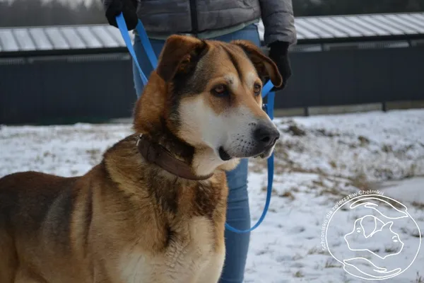 Pies do adopcji, Chełmek, 9 stycznia 2023