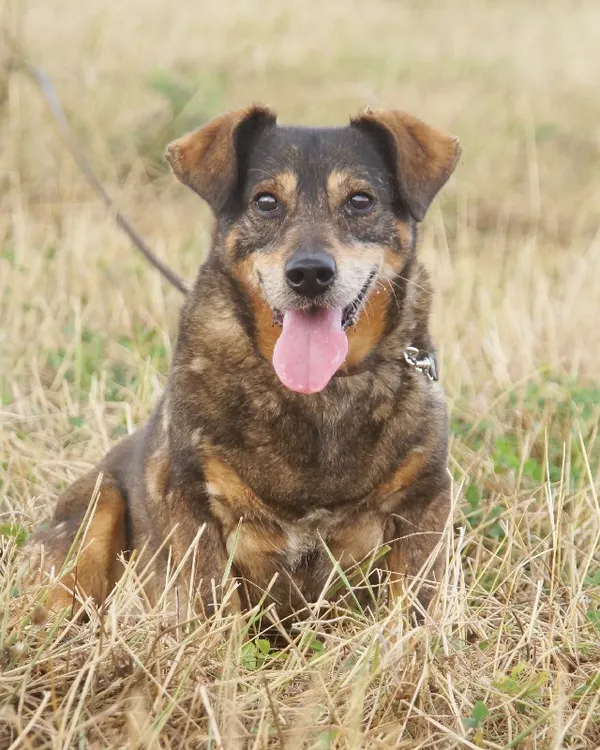 Pies do adopcji, Młodolino, 18 lipca 2019