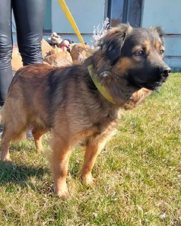 Pies do adopcji, Młodolino, 21 lutego 2022