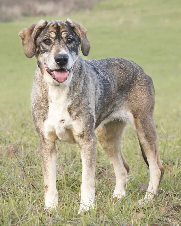 Pies do adopcji, Młodolino, 28 grudnia 2022