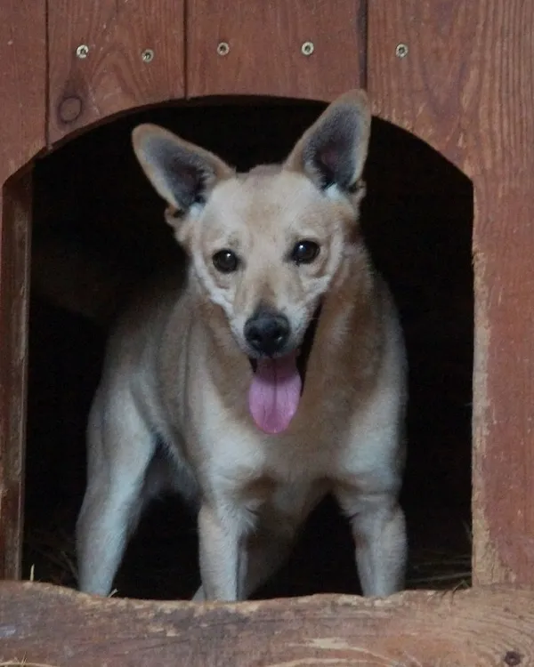 Pies do adopcji, Młodolino, 8 marca 2022