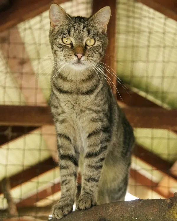 Kot do adopcji, Młodolino, 28 lipca 2021