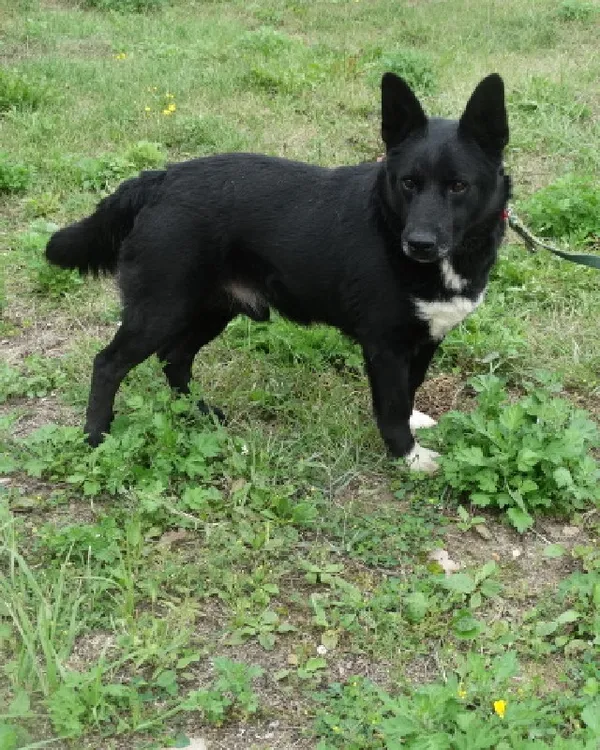 Pies do adopcji, Młodolino, 15 lipca 2019