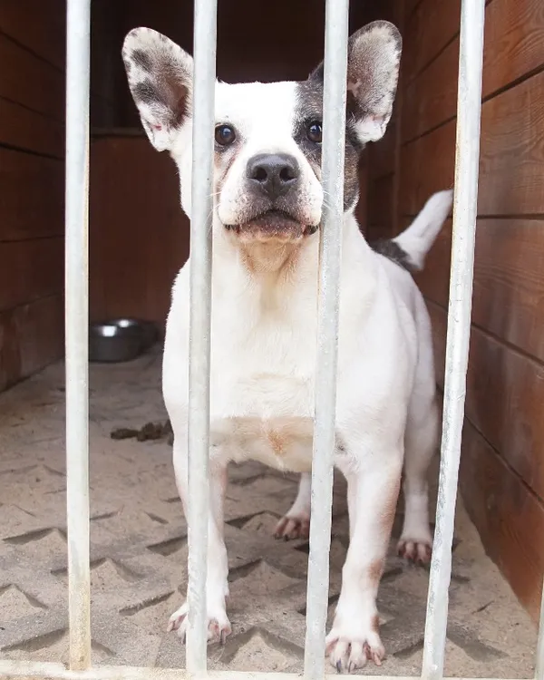 Pies do adopcji, Młodolino, 5 marca 2020
