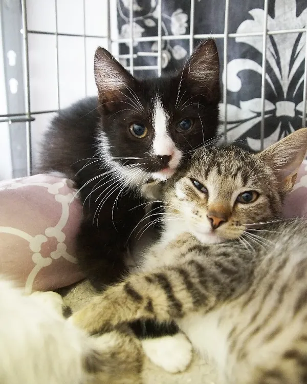 Kot do adopcji, Młodolino, 25 lipca 2022