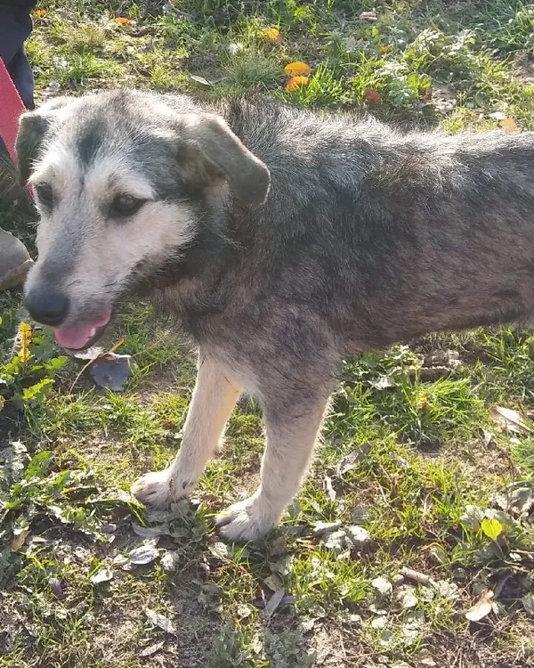 Pies do adopcji, Młodolino, 5 listopada 2018