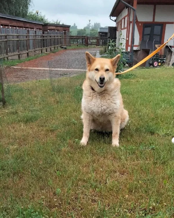 Pies do adopcji, Młodolino, 3 stycznia 2020