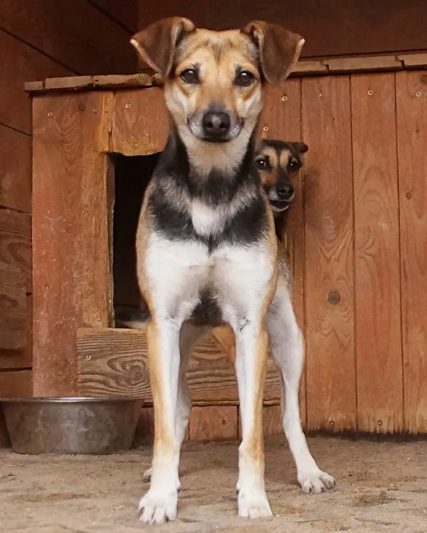Pies do adopcji, Młodolino, 14 czerwca 2018