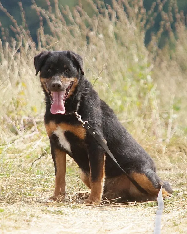 Pies do adopcji, Młodolino, 26 czerwca 2019