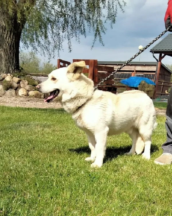 Pies do adopcji, Młodolino, 12 marca 2022