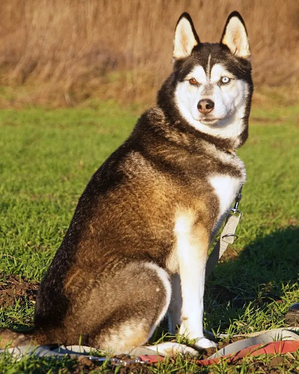 Pies do adopcji, Młodolino, 8 października 2020