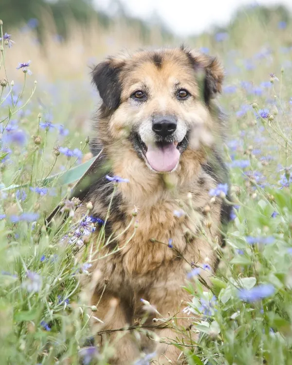 Pies do adopcji, Młodolino, 19 czerwca 2020