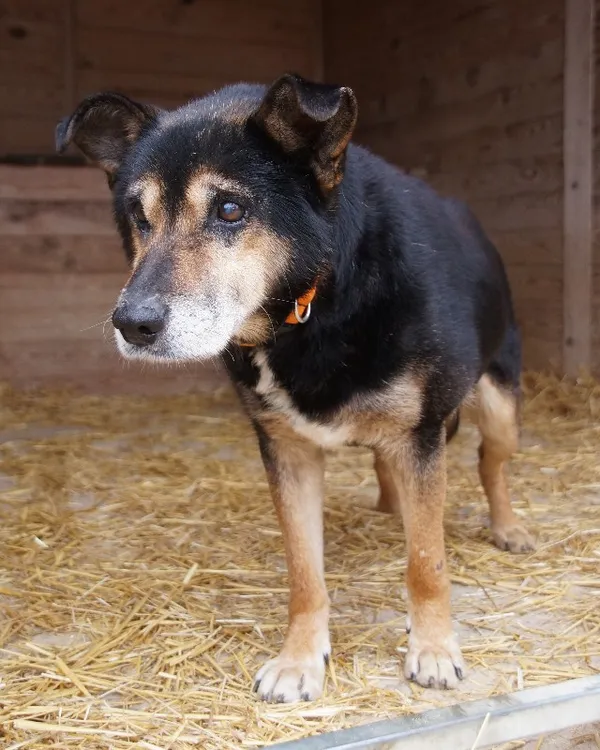 Pies do adopcji, Młodolino, 19 stycznia 2021