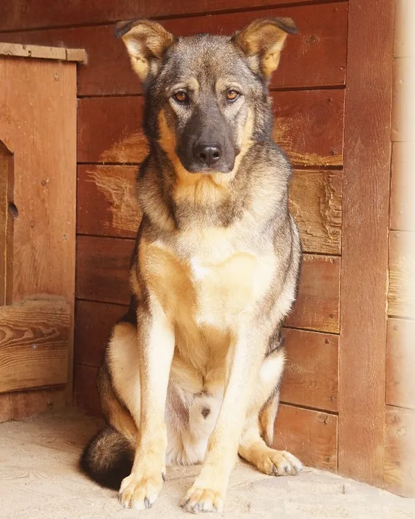 Pies do adopcji, Młodolino, 12 marca 2019