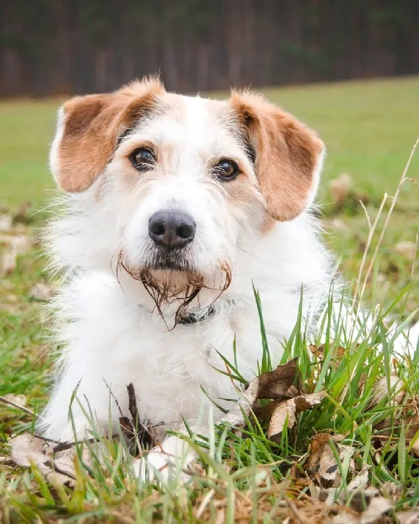 Pies do adopcji, Młodolino, 19 marca 2019