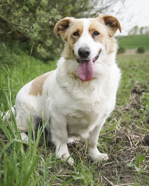 Pies do adopcji, Młodolino, 8 marca 2019