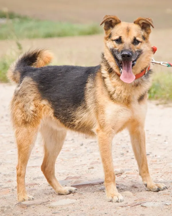 Pies do adopcji, Młodolino, 19 września 2018
