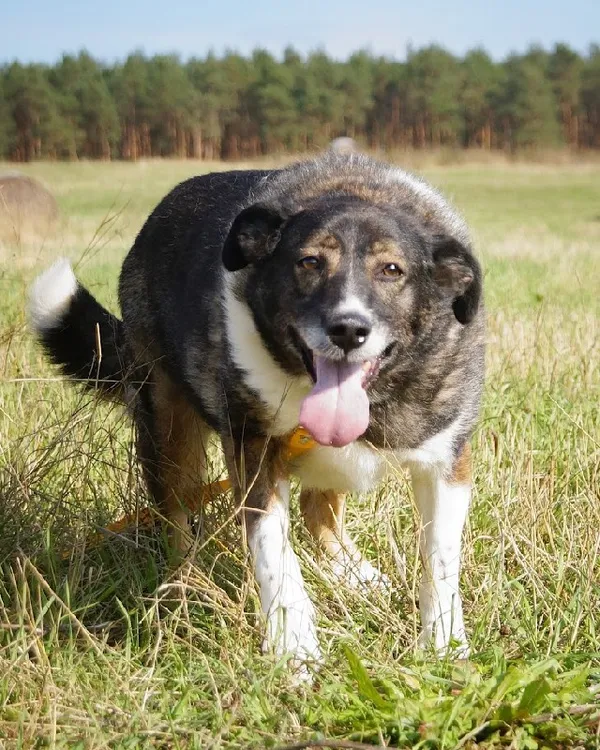 Pies do adopcji, Młodolino, 22 stycznia 2020