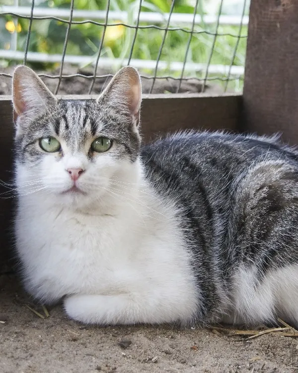 Kot do adopcji, Młodolino, 28 kwietnia 2020