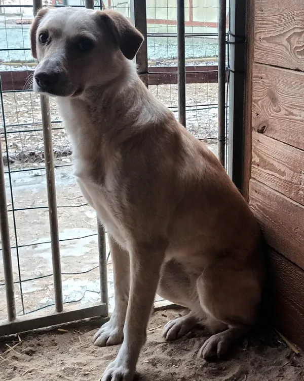 Pies do adopcji, Młodolino, 13 grudnia 2022