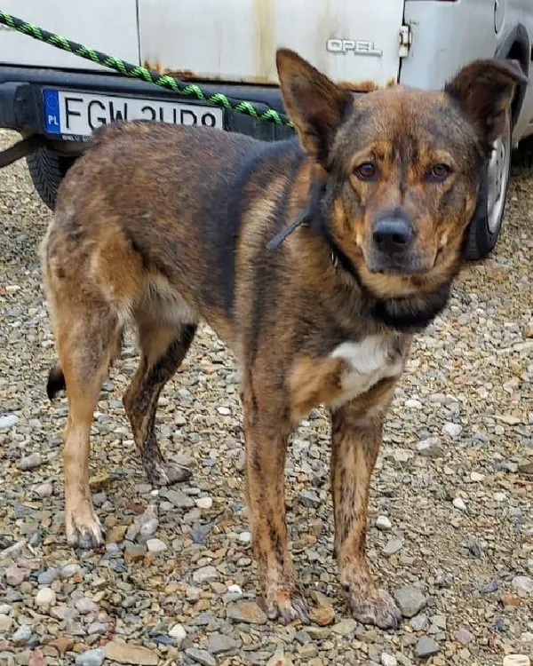 Pies do adopcji, Młodolino, 14 czerwca 2022