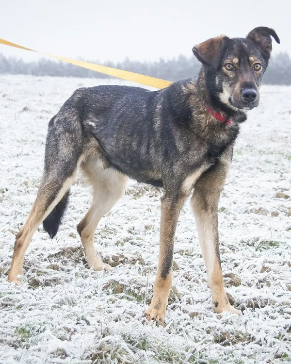 Pies do adopcji, Młodolino, 2 października 2021