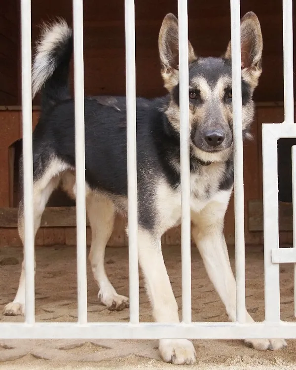 Pies do adopcji, Młodolino, 9 maja 2020
