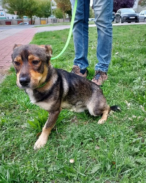Pies do adopcji, Młodolino, 28 września 2022