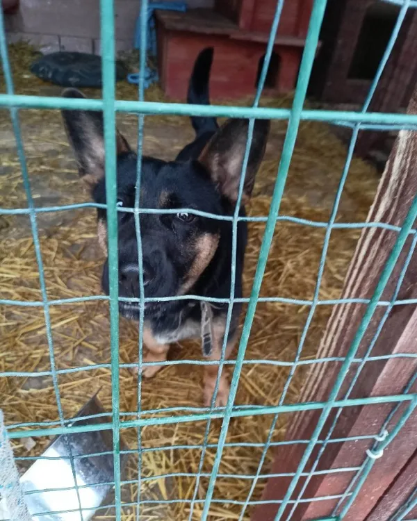 Pies do adopcji, Młodolino, 20 grudnia 2022