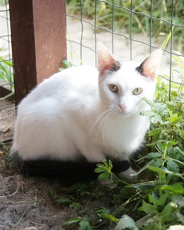 Kot do adopcji, Młodolino, 8 lipca 2021