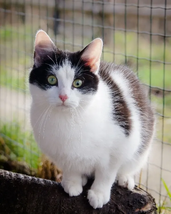 Kot do adopcji, Młodolino, 20 maja 2021