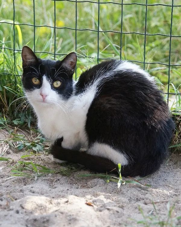 Kot do adopcji, Młodolino, 3 sierpnia 2021