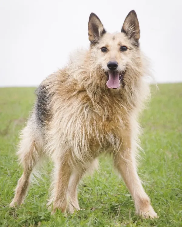 Pies do adopcji, Młodolino, 8 marca 2019