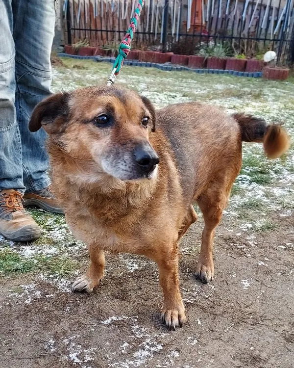 Pies do adopcji, Młodolino, 13 grudnia 2022