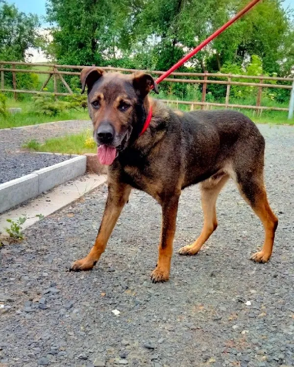 Pies do adopcji, Młodolino, 6 czerwca 2022