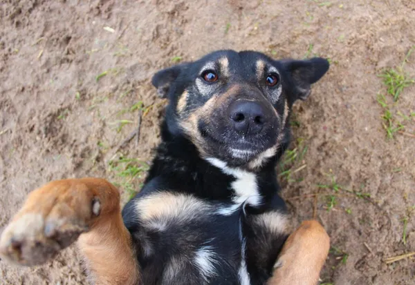 Pies do adopcji, Przyborówko, 27 lutego 2023 (3/3)
