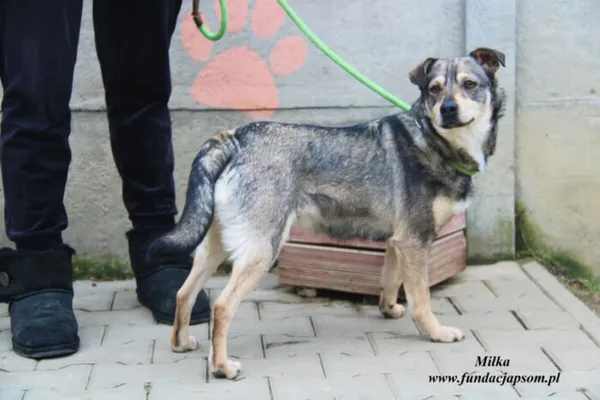 Pies do adopcji, Nowy Dwór Mazowiecki, 16 grudnia 2022 (1/5)