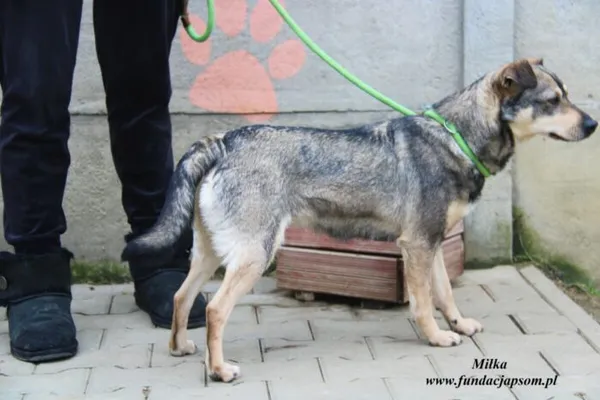 Pies do adopcji, Nowy Dwór Mazowiecki, 16 grudnia 2022 (2/5)