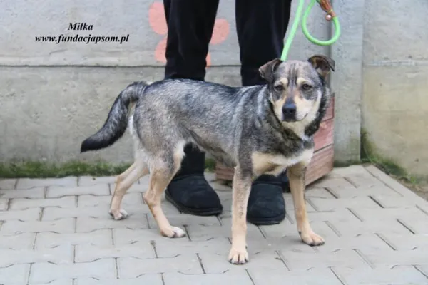 Pies do adopcji, Nowy Dwór Mazowiecki, 16 grudnia 2022 (3/5)
