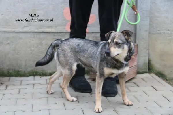 Pies do adopcji, Nowy Dwór Mazowiecki, 16 grudnia 2022 (4/5)