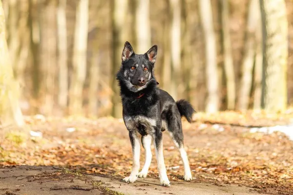 Pies do adopcji, Elbląg, 22 lutego 2023 (3/5)