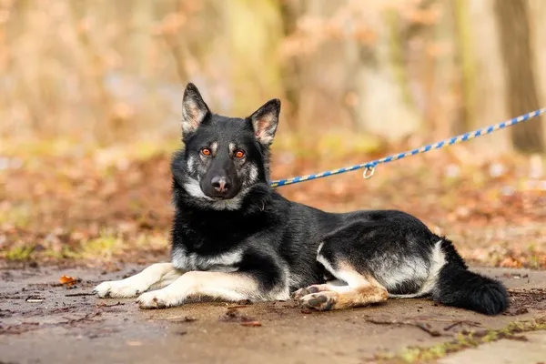 Pies do adopcji, Elbląg, 22 lutego 2023 (5/5)