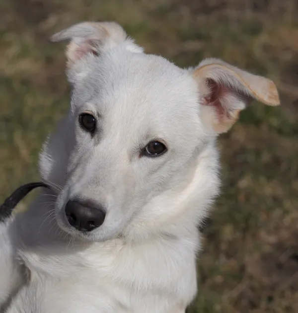 Pies do adopcji, Olsztyn, 9 lutego 2023 (1/4)