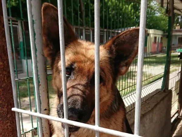 Pies do adopcji, Gorzów Wielkopolski, 28 lutego 2023