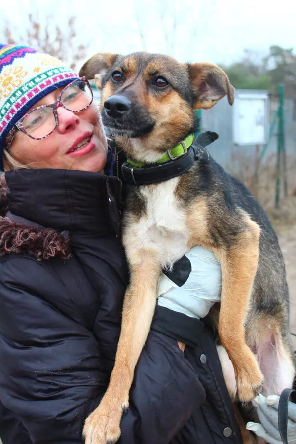 Pies do adopcji, Przyborówko, 28 lutego 2023 (1/4)