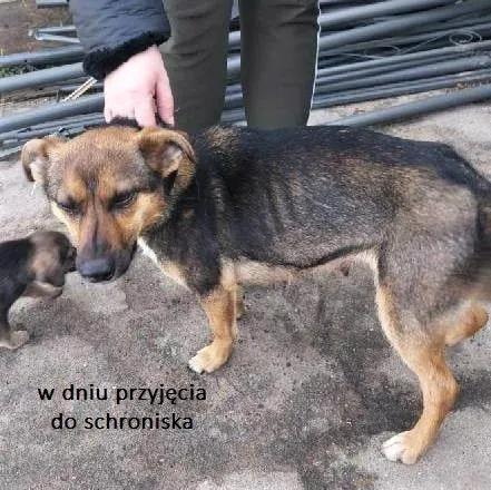 Pies do adopcji, Przyborówko, 28 lutego 2023 (4/4)