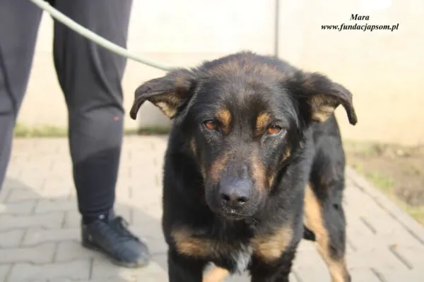 Pies do adopcji, Nowy Dwór Mazowiecki, 1 marca 2023 (2/4)