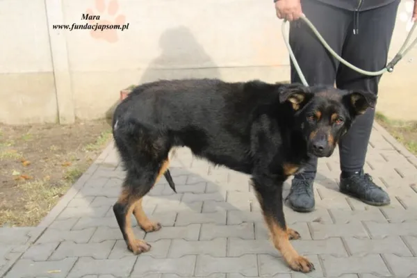 Pies do adopcji, Nowy Dwór Mazowiecki, 1 marca 2023 (4/4)