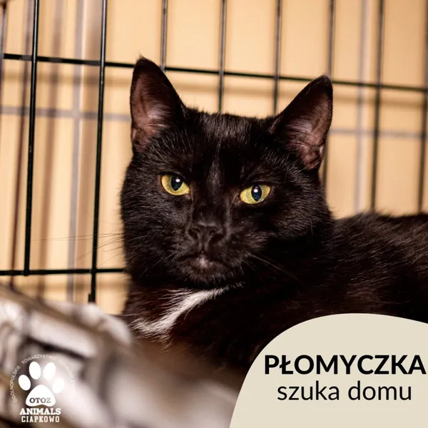 Kot do adopcji, Gdynia, 1 marca 2023