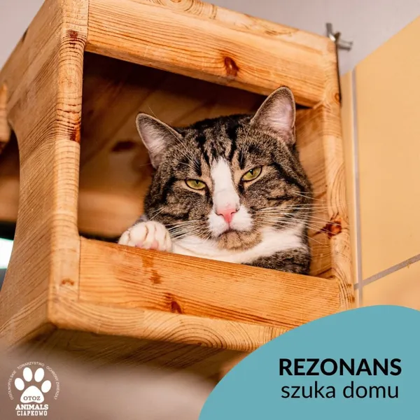 Kot do adopcji, Gdynia, 1 marca 2023